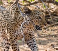 Prowling Leopard
